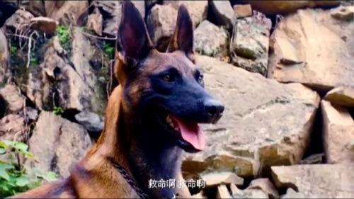 战犬 在线观看,忠诚守护,生死较量 第1张 战犬 在线观看,忠诚守护,生死较量 第1张